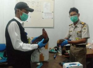 Kapal Penumpang Masuk Bersamaan, Karantina Merauke Lakukan Pengawasan