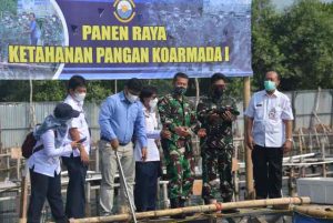 Koarmada I Panen Ikan Kerapu di Tambak Masyarakat Binaan