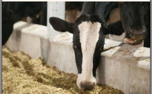Happy Cows for Delicious and Nutritious Milk