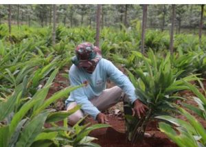 ERAJAYA GROUP MENDIRIKAN YAYASAN ERAJAYA PEDULI BANGSA, KEMBANGKAN PROGRAM AGROFORESTRY/ WANA TANI