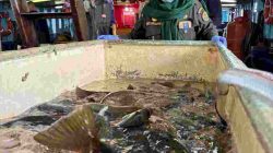 Ekspor Perdana 2026, 8,3 Ton Ikan asal Natuna tembus ke Hong Kong